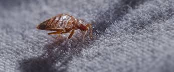 what do bed bugs look like how to