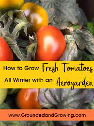 how to grow fresh tomatoes all winter