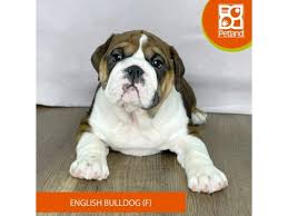 english bulldog puppies breed info