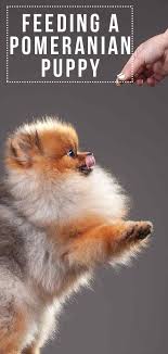 Feeding A Pomeranian Puppy The Best Way To Feed Your New