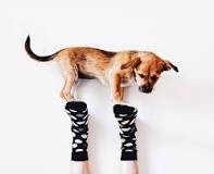 why-do-dogs-love-stealing-socks