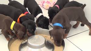 4 Week Old Doberman Puppies Eating Their First Solid Food