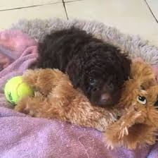 toy poodle in new south wales dogs