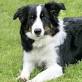 what-are-the-types-of-herding-dogs