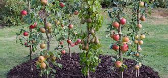 Grow it in zones 9 to 10. Cordon Fruit Trees How To Get The Best Harvest From A Small Garden