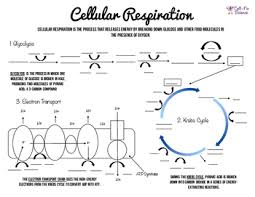 Cellular Respiration Charts