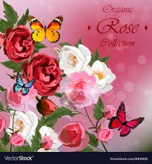 roses and erflies royalty free