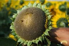 How do you tell if a sunflower is pollinated?