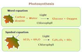 38 The Equation For Photosynthesis