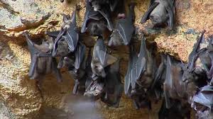 Bats Hang On A Wall At The Pura Goa