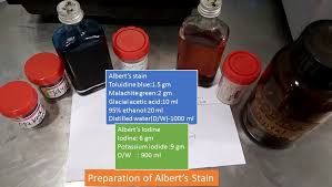 stain preparation