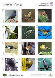 Birds Bird Hunt Teaching Resources