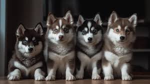 picture of pomsky dogs background