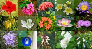 A promise of something lasting, something warm. Flowers In Kerala Different Species Of Flowers Kerala Kerala