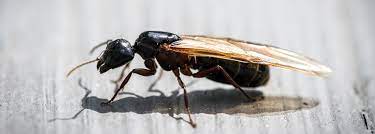 flying ants vs termites know the