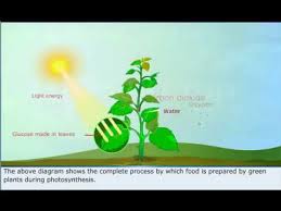 Class 7 Science Photosynthesis
