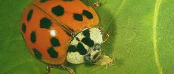 Ladybugs To Get Rid Of Spider Mites