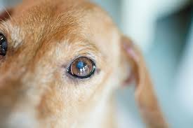 how to get rid of dog eye boogers the
