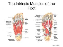 Foot problems can cause pain, inflammation, or injury. Foot Core System Pure Physio