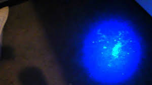 Using A Blacklight To Discover Dog Pee Accidents