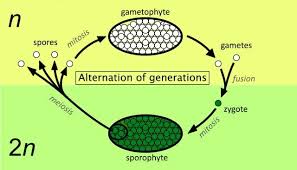 Plant Definition Characteristics And Types Biology