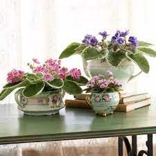 African violets are small houseplants that produce clusters of white, blue, or purple flowers over fuzzy leaves. How To Grow African Violet Plants African Violets Plants African Violets Violet Plant