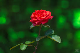 red rose green background high