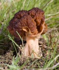 False Morel Mushrooms