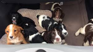I just whelped a litter last friday. Coronavirus Lockdown Year Worst Ever For Dog Thefts Bbc News