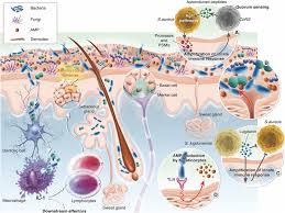 skin microbiota its roles and its