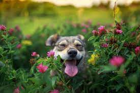 Flowers And Plants Safe For Dogs