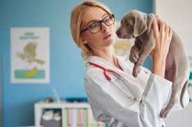 The staff at north shore veterinary hospital are the absolute best. Farms Veterinary Clinic Veterinary Care In Ipswich Queensland Farms Veterinary Clinic Near Me Ipswich