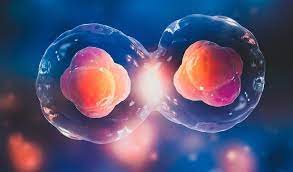 bilim i̇nsanları kök hücrelerle i̇nsan embriyo benzeri yapılar yaratıyor