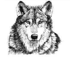 Maybe you would like to learn more about one of these? Pure Spirit Wolf Tala Native Southwest Images