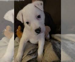 Upon puppy adoption, you will need to sign a contract, promising that you will spay or neuter them. View Ad Boxador Labrador Retriever Mix Puppy For Sale Near Nevada N Las Vegas Usa Adn 147405