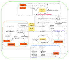 metabolic network of carbohydrates