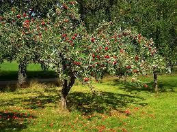 how to grow apple trees in the desert