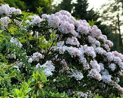 best shrubs for privacy the top 10