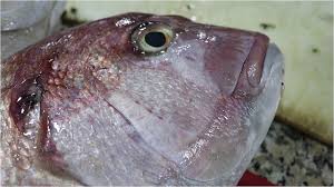 Espaceagro, ad sea bream suppliers, wholesalers, manufacturers or purchasers of sea bream in the world. Massive Seabream Cleaning Bones Removal Youtube
