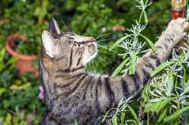 Cat Proof Garden Ideas Keep Your Pets