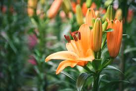 Some flowers even take on a new meaning depending on the number that is gifted. The Truth About The Orange Lily Meaning Floraqueen