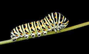 Oruga (larva) - Wikipedia, la enciclopedia libre