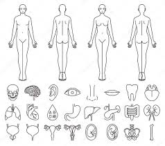 The human body is everything that makes up, well, you. Internal Organs Of The Human Body And Men And Women Premium Vector In Adobe Illustrator Ai Ai Format Encapsulated Postscript Eps Eps Format