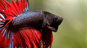 betta hd wallpaper