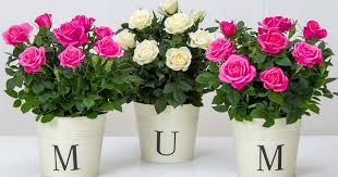 Brighten up your mom's day with the amazing mother's day flower gift ideas at giftblooms. Best Mother S Day Flowers 2019 Last Minute Flower Delivery Deals For This Sunday Mirror Online