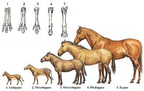 Diagram Showing Stages In The Evolution Of The Horse