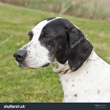 A pixie cut refers to a variety of short haircuts that typically contain. 75 Very Beautiful Pointer Dog Pictures And Images