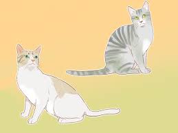 How To Identify Cats 11 Steps With Pictures Wikihow