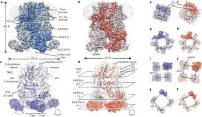 This modifier fill the gaps or. Architecture Of The Trpm2 Channel And Its Activation Mechanism By Adp Ribose And Calcium Nature