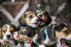 4 000 mistreated beagles need homes